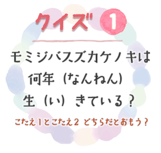 モミジバスズカケノキは何年（なんねん）生（い）きている？