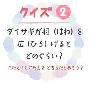 クイズ2　ダイサギが羽（はね）を広（ひろ）げるとどのぐらい？