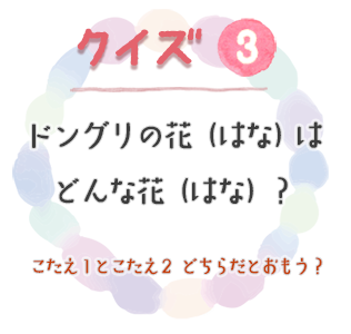 クイズ3　ドングリの花（はな）はどんな花（はな）？