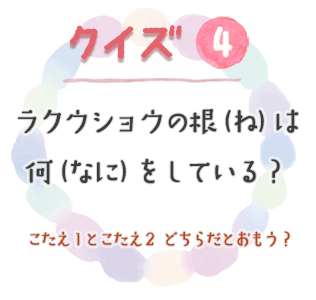 クイズ4　ラクウショウの根（ね）は何（なに）をしている？