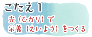 こたえ1　光（ひかり）で栄養（えいよう）をつくる