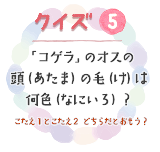 クイズ5　「コゲラ」のオスの頭（あたま）の毛（け）は何色（なにいろ）？